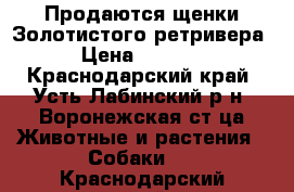 Продаются щенки Золотистого ретривера › Цена ­ 7 000 - Краснодарский край, Усть-Лабинский р-н, Воронежская ст-ца Животные и растения » Собаки   . Краснодарский край